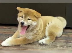 Červené Shiba Inu. Bez PP.