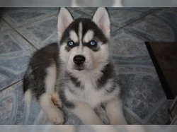 Sibiřský husky – 3 fenky a 3 pejsci s PP k odběru.