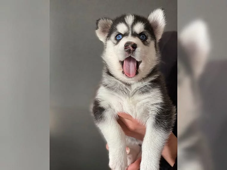 Sibiřský husky – 3 fenky a 3 pejsci s PP k odběru.