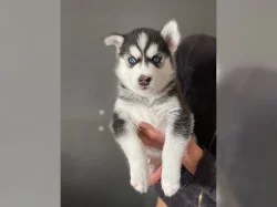 Sibiřský husky – 3 fenky a 3 pejsci s PP k odběru.