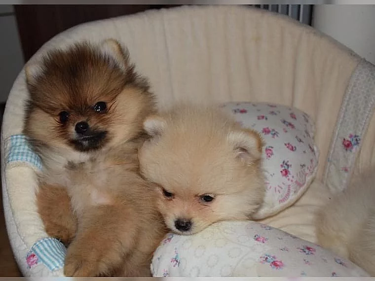 Německý špic, Pomeranian štěňata