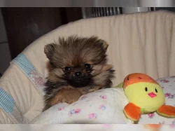 Německý špic, Pomeranian štěňata
