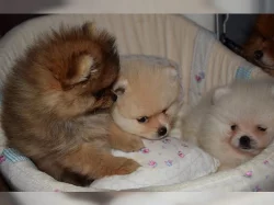 Německý špic, Pomeranian štěňata
