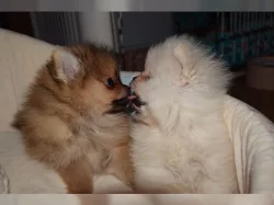 Německý špic, Pomeranian štěňata
