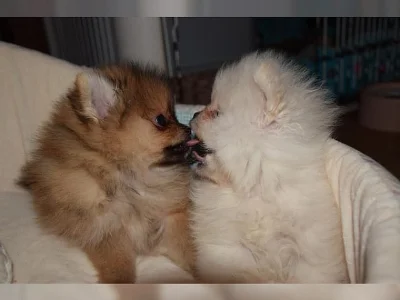 Německý špic, Pomeranian štěňata