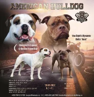American bulldog s PP narozena 20.1.2022