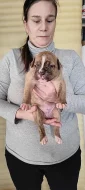American bulldog s PP narozena 20.1.2022