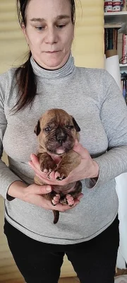American bulldog s PP narozena 20.1.2022