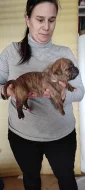 American bulldog s PP narozena 20.1.2022