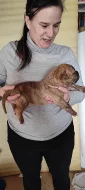 American bulldog s PP narozena 20.1.2022