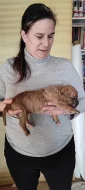 American bulldog s PP narozena 20.1.2022