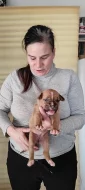 American bulldog s PP narozena 20.1.2022