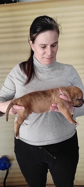 American bulldog s PP narozena 20.1.2022