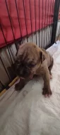 American bulldog s PP narozena 20.1.2022