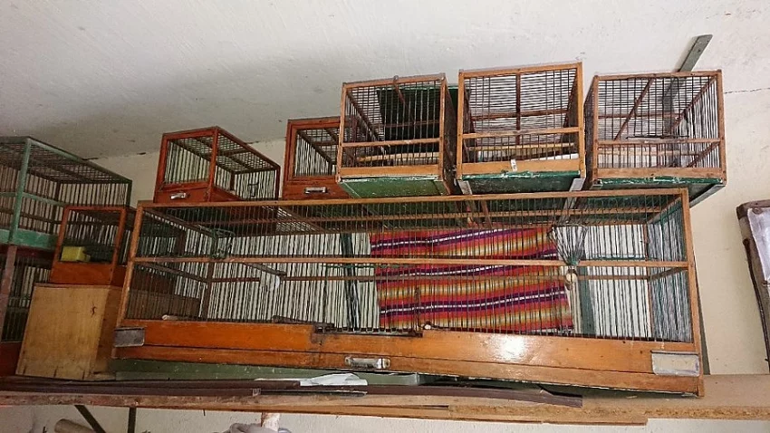 Daruji klece na drobné ptactvo