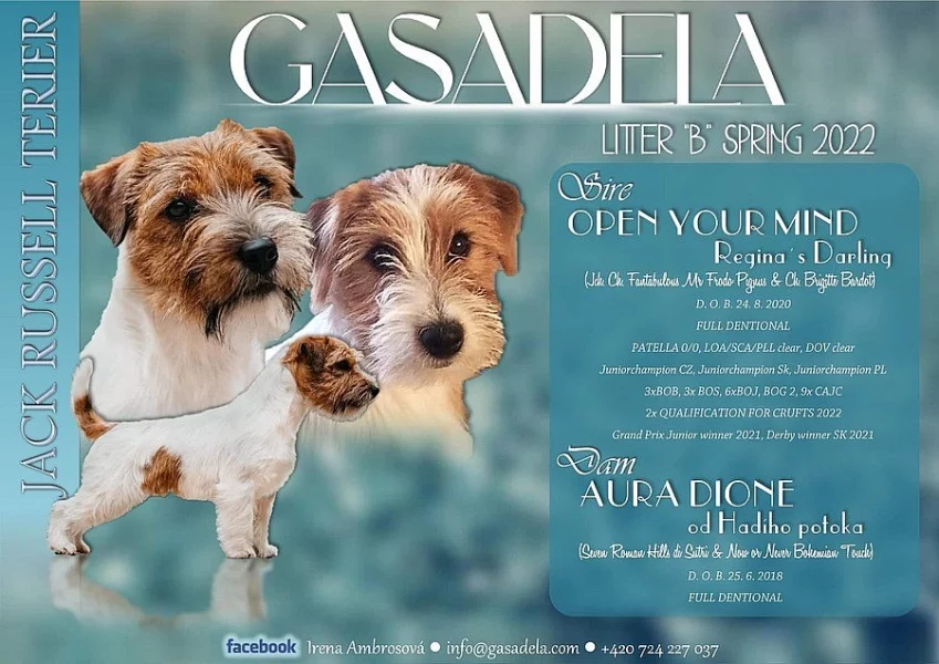 Jack Russel Terier