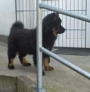 Eurasier - štěně ihned k odběru
