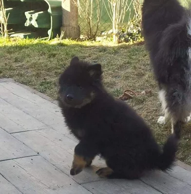 Eurasier - štěně ihned k odběru
