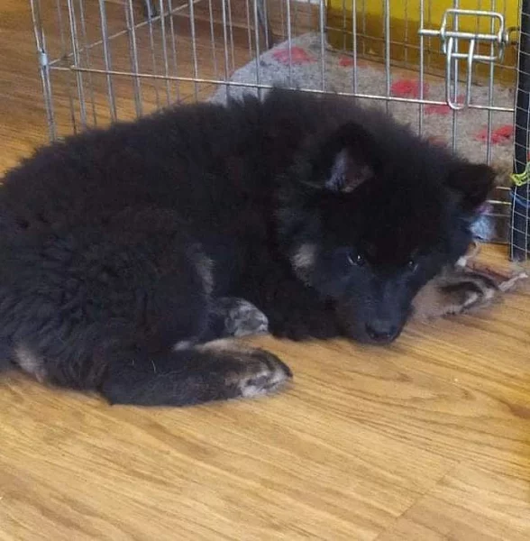 Eurasier - štěně ihned k odběru