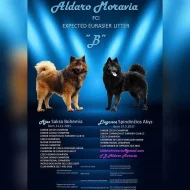 Eurasier - štěně ihned k odběru