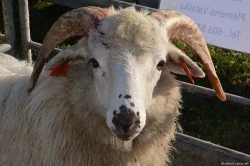 Valašská ovce - Beran