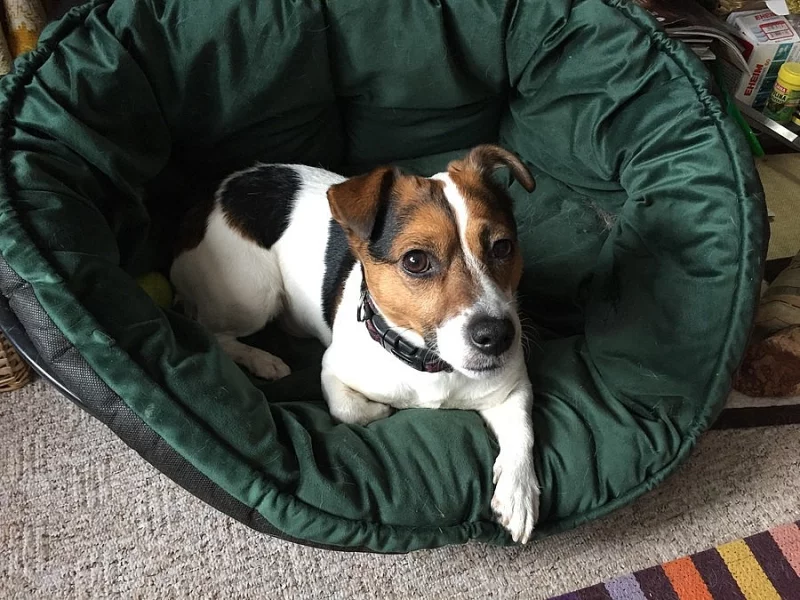Jack Russell hledá nevěstu
