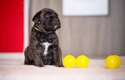 Bulmastif bullmastiff bullmastif