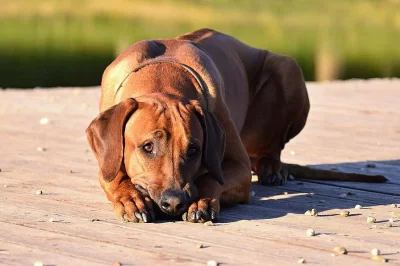 Rhodéský ridgeback - štěňátka s PP