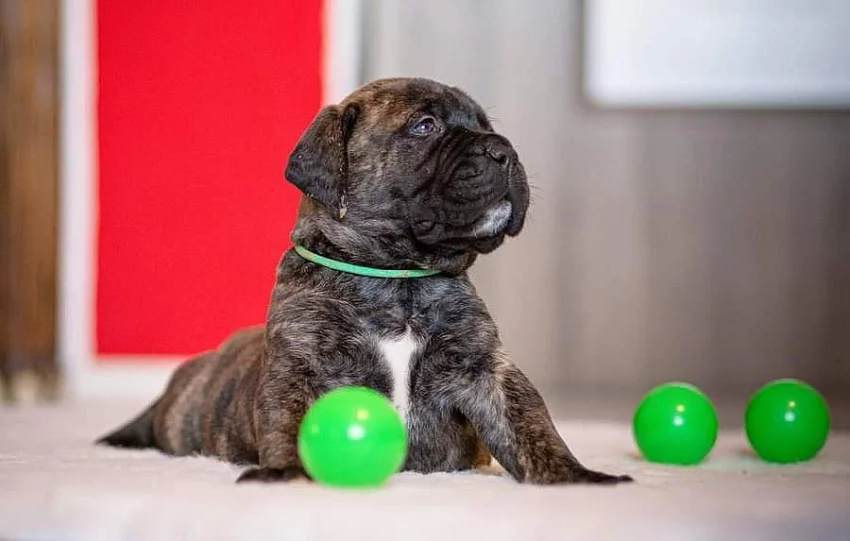 Bullmastif bulmastif bullmastiff