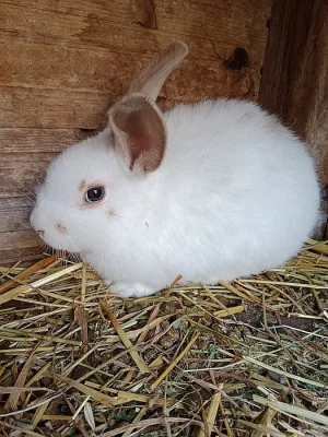 Králík