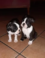 Civava