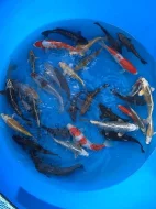 Prodej Koi