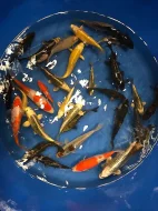 Prodej Koi