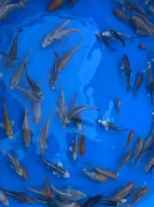 Prodej Koi