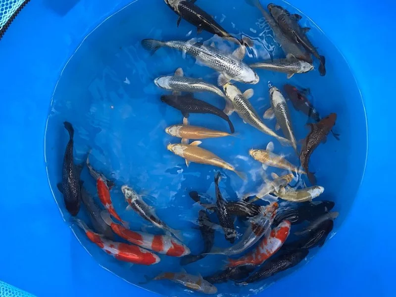 Prodej Koi