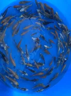Prodej Koi