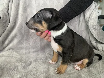 MINIATURNÍ BULTERIER