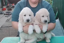 štěňata zlatý retriever