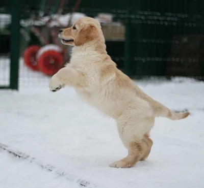štěňata zlatý retriever