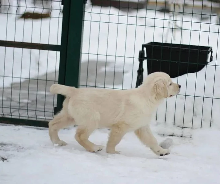 štěňata zlatý retriever