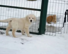 štěňata zlatý retriever