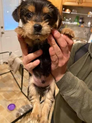 Yorkshire terrier bez PP
