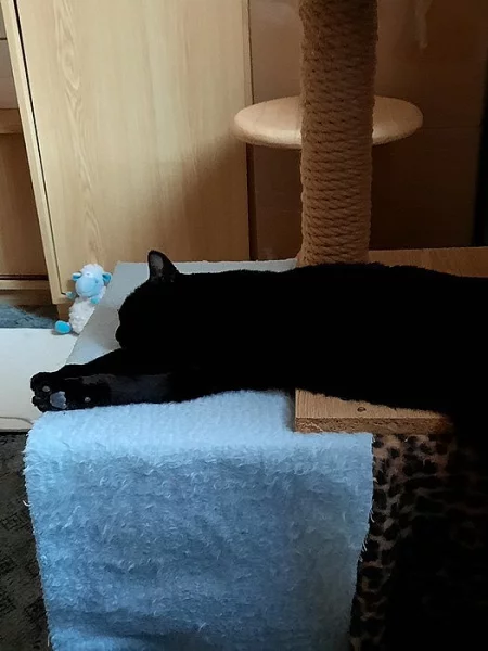 Černá kočička hledá páníčka