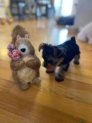 Yorkshire terrier bez PP