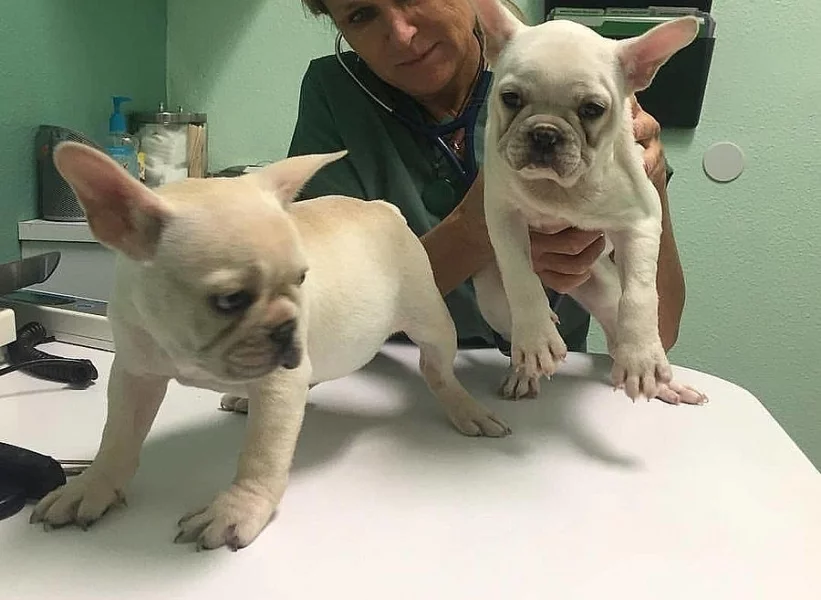 Francouzský buldoček štěňata.