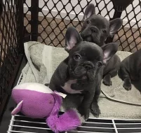 Francouzský buldoček štěňata.