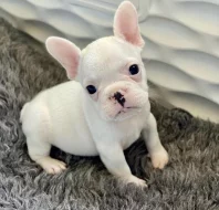 Francouzský buldoček štěňata.