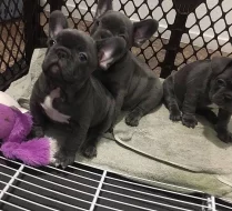 Francouzský buldoček štěňata.