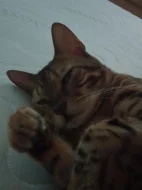 Kocour Bengálský bez PP