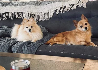 Yorkshire terrier bez PP